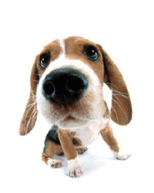 a cute puppy